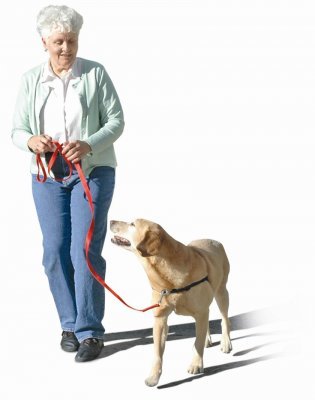 a favorite of dog trainers and dog owners