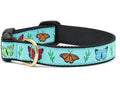 Dog collar with turquoise butterfly print, black edging, and gold D-ring hardware