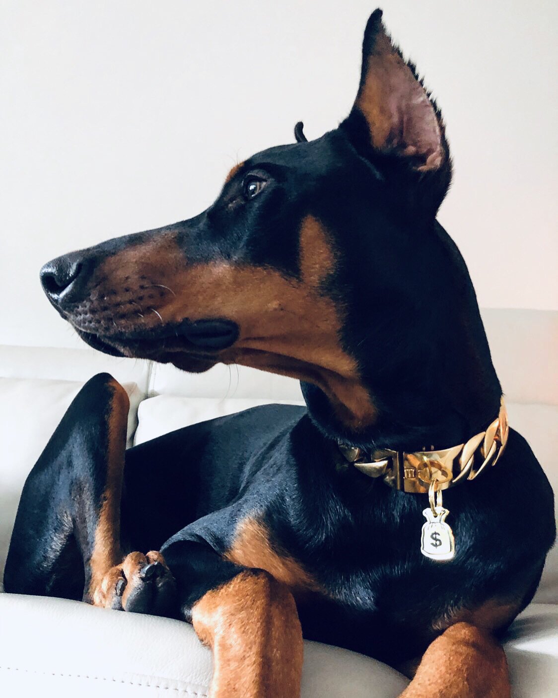 Cash Money Dog Tag