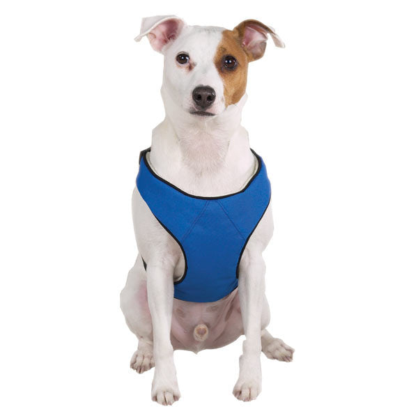 Dog harness on sale b&m