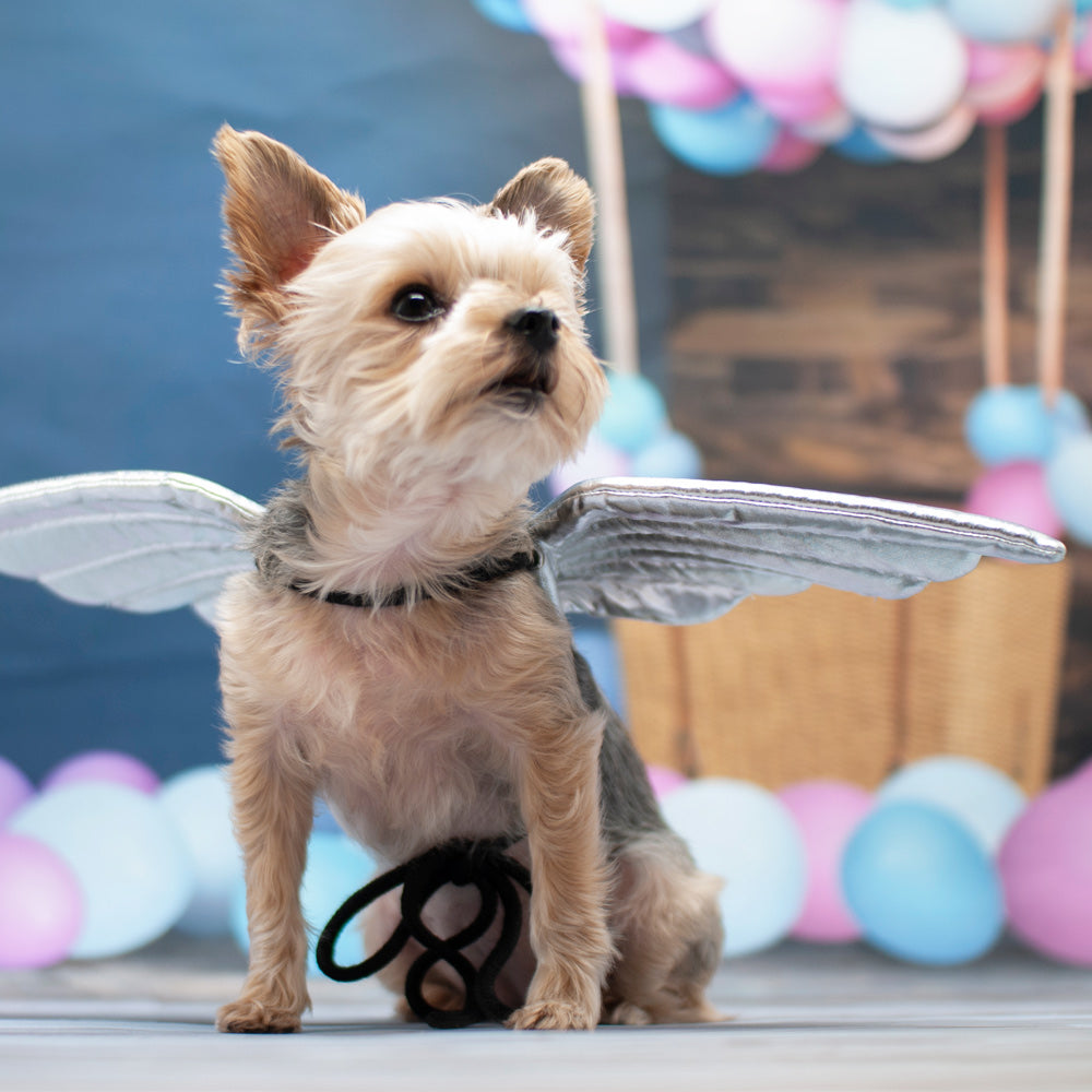 Angel Wings Dog Halloween Costume - Silver