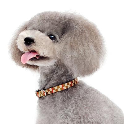 Dogo Contempo Dog Collar - Checker