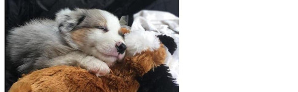 Snuggle Puppy Behavioral Aid Toy - Brown Mutt