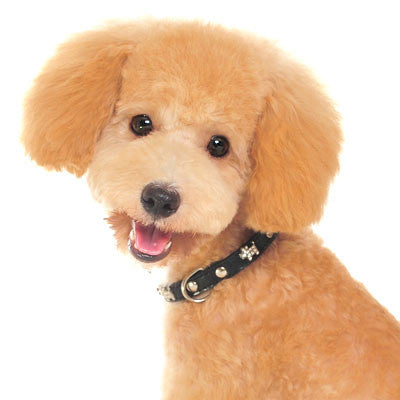 Doggie Bling Dog Collar - Black