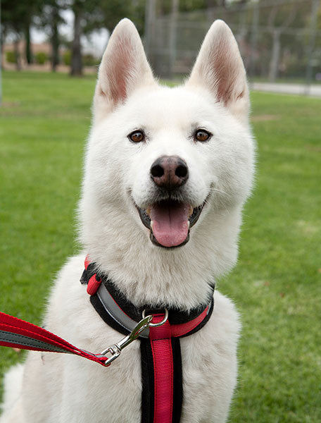 Front leash attachment harness 