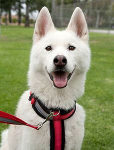 Front leash attachment harness 