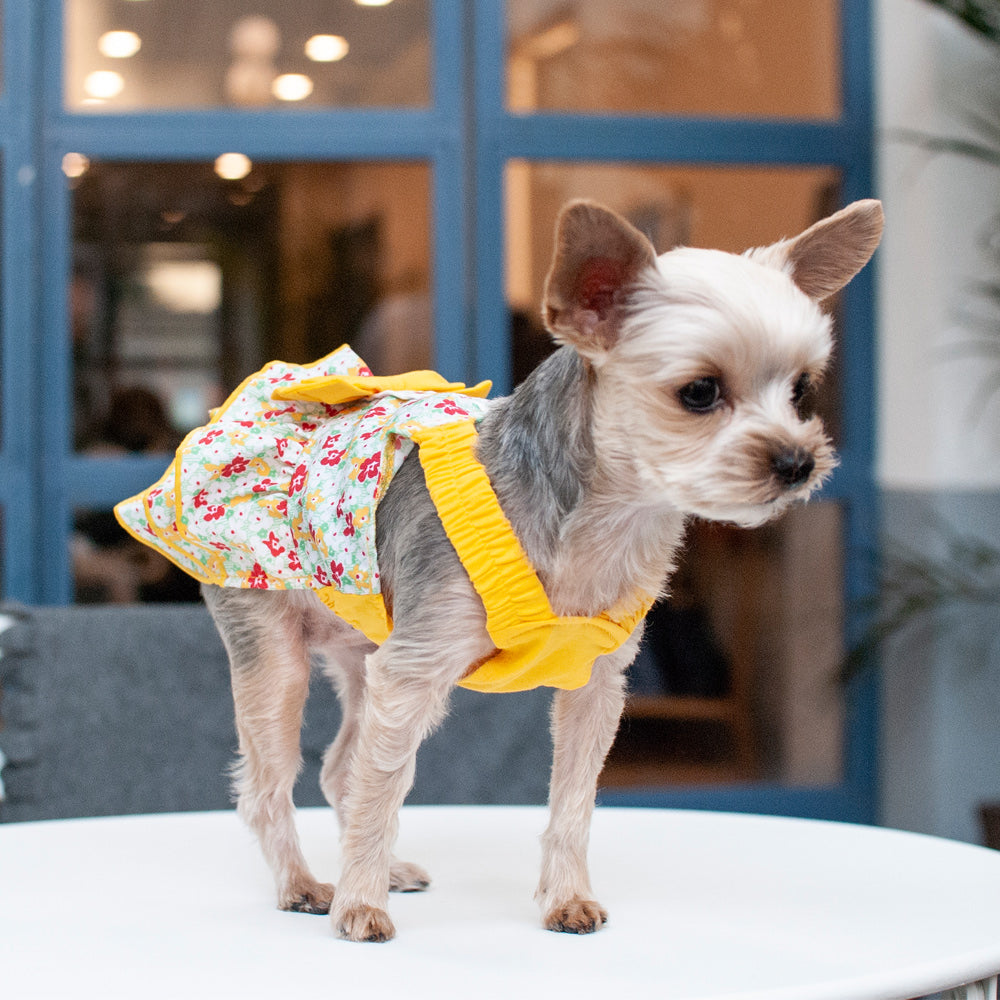 Southern Belle Dog Dress
