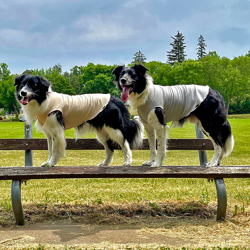 Sun Shield Dog Tee - Baja Beach
