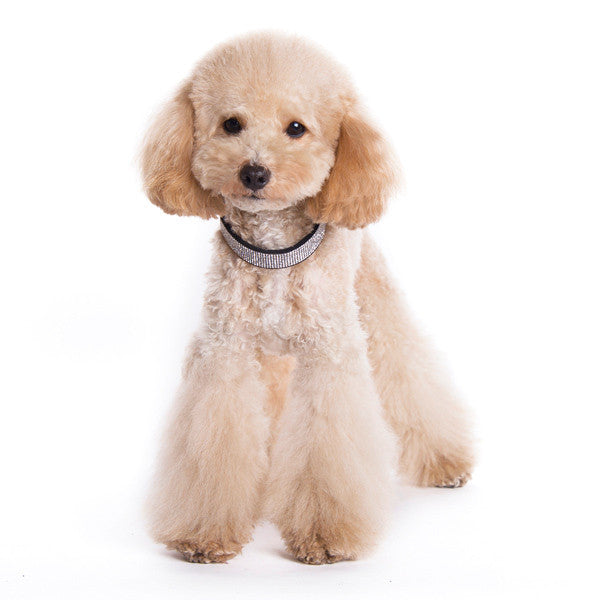 VIP Bling Dog Collar - Black